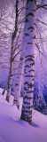 Birch Trees at the Frozen Riverside, Vuoksi River, Imatra, Finland Vinilos decorativos por Panoramic Images Birch Trees at the Frozen Riverside, Vuoksi River, Imatra, Finland Vinilos decorativos por Panoramic Images