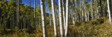 Trees in the Forest, Colorado, USA Vinilos decorativos por Panoramic Images