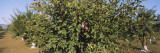 Close-Up of a Plum Tree in an Orchard, Gilroy, California, USA Wall Decal by Panoramic Images 