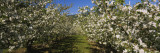 Apple Orchard in Bloom, Peshastin, Chelan County, Washington, USA Wall Decal by Panoramic Images 