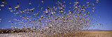 Flock of Snow Geese Flying, Bosque Del Apache National Wildlife Reserve, Socorro County, New Mexico Wall Decal by Panoramic Images 