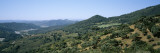 Olive Trees on a Landscape, Andalusia, Spain Wall Decal by Panoramic Images 