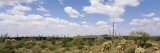 Cactus Plants on a Landscape, Sonoran Desert, Superstition Mountains, Arizona, USA Vinilos decorativos por Panoramic Images Cactus Plants on a Landscape, Sonoran Desert, Superstition Mountains, Arizona, USA Vinilos decorativos por Panoramic Images