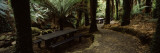 Picnic Tables in a Forest, Temperate Rainforest, Tarra-Bulga National Park, Victoria, Australia Wall Decal by Panoramic Images 