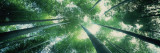 Low Angle View of Bamboo Trees in a Forest, Sagano, Kyoto City, Kyoto Prefecture, Honshu Wall Decal by  Panoramic Images