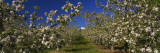 Apple Orchard in Bloom, Peshastin, Chelan County, Washington, USA Wall Decal by Panoramic Images 