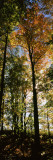 View of Trees in a Forest at Carpenter Falls, Finger Lakes, New York State, USA Vinilos decorativos por Panoramic Images