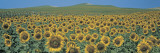 Sunflower Field Andalucia Spain Vinilos decorativos por Panoramic Images Sunflower Field Andalucia Spain Vinilos decorativos por Panoramic Images