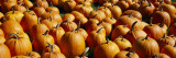 Pumpkins in a Field, Vermont, USA Wall Decal by Panoramic Images 