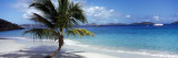 Palm Tree on the Beach, Salomon Beach, Virgin Islands National Park, St. John, US Virgin Island Wall Decal by Panoramic Images 