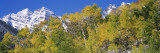 Forest with Snowcapped Mountains in Background, Maroon Bells, Aspen, Pitkin County, Colorado, USA Vinilos decorativos por Panoramic Images Forest with Snowcapped Mountains in Background, Maroon Bells, Aspen, Pitkin County, Colorado, USA Vinilos decorativos por Panoramic Images
