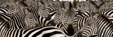 Herd of Zebras wandtattoos von Panoramic Images 