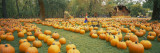 Pumpkins in a Field Wall Decal by Panoramic Images 