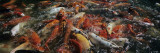 Koi Carps in a Pond, Deshaies, Guadeloupe Vinilos decorativos por Panoramic Images Koi Carps in a Pond, Deshaies, Guadeloupe Vinilos decorativos por Panoramic Images