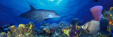 Bottle-Nosed Dolphin and Gray Angelfish on Coral Reef in the Sea Wandabziehbild von Panoramic Images 