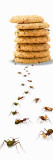 Ants Marching Towards and Away from a Stack of Cookies Wall Decal by Panoramic Images 