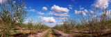 Almond Trees in Bloom, Central Valley, California, USA Vinilos decorativos por Panoramic Images Almond Trees in Bloom, Central Valley, California, USA Vinilos decorativos por Panoramic Images