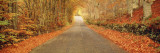 Autumn Road Scotland Wall Decal by  Panoramic Images