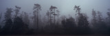 Trees Covered with Fog, Whidbey Island, Island County, Washington State, USA Wall Decal by Panoramic Images 