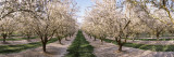 Almond Trees in an Orchard, Central Valley, California, USA Autocollant mural par Panoramic Images 