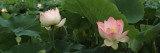 Lotus Blooming in a Pond Wall Decal by Panoramic Images 