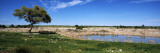 Wild Animals at a Waterhole, Okaukuejo, Etosha National Park, Kunene Region, Namibia Vinilos decorativos por Panoramic Images Wild Animals at a Waterhole, Okaukuejo, Etosha National Park, Kunene Region, Namibia Vinilos decorativos por Panoramic Images