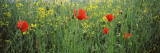 Poppies Blooming in Oilseed Rape Field, Baden-Wurttemberg, Germany Kalkomania ścienna autor Panoramic Images