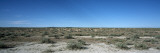 Herd of Springboks Grazing in a Landscape, Etosha National Park, Kunene Region, Namibia Vinilos decorativos por Panoramic Images Herd of Springboks Grazing in a Landscape, Etosha National Park, Kunene Region, Namibia Vinilos decorativos por Panoramic Images