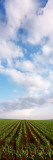 Corn Field and Clouds, Baden-Wurttemberg, Germany Wall Decal by Panoramic Images 