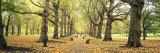 Trees Along a Footpath in a Park, Green Park, London, England Wall Decal by  Panoramic Images