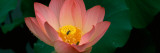 Lotus with Bees in a Pond Wall Decal by Panoramic Images 