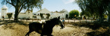 Horse Running in an Paddock, Gerena, Seville, Seville Province, Andalusia, Spain Wall Decal by Panoramic Images 