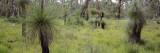 Grasstrees in a Forest, Western Australia, Australia Wall Decal by Panoramic Images 