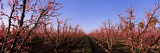 Peach Trees in an Orchard, Central Valley, California, USA Wall Decal by Panoramic Images 