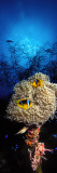 Sea Anemone and Allard's Anemonefish in the Ocean Wall Decal by Panoramic Images 