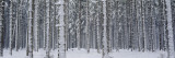 Snow Covered Trees in a Forest, Austria Wall Decal by  Panoramic Images