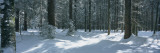 Trees in a Forest, Black Forest, St. Peter, Germany Vinilos decorativos por Panoramic Images