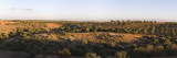 Olive Trees on a Landscape, Campo Real, Madrid, Spain Wall Decal by Panoramic Images 