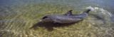 Bottle-Nosed Dolphin in Sea, Monkey Mia, Shark Bay Marine Park, Perth, Western Australia, Australia Wall Decal by Panoramic Images 