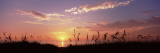 Sunset over the Sea, Venice Beach, Sarasota, Florida, USA Wall Decal by  Panoramic Images