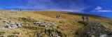 Hikers Walking on a Landscape, Helvellyn, English Lake District, Cumbria, England Wall Decal by  Panoramic Images