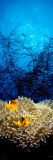 Panoramic Images - Mat Anemone and Allard's Anemonefish in the Ocean - Duvar Çıkartması Panoramic Images - Mat Anemone and Allard's Anemonefish in the Ocean - Duvar Çıkartması