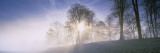 Sunlight Passing Through Trees, St. John's in the Vale, Cumbria, England Wall Decal by  Panoramic Images