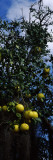 Ripe Grapefruits on the Tree, Nokomis, Sarasota County, Florida, USA Wall Decal by Panoramic Images 