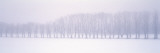 Row of Trees Uppland Sweden Vinilos decorativos por Panoramic Images