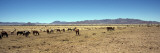 Horses Grazing on a Landscape, Namibia Wall Decal by Panoramic Images 