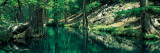 Stream in a Forest, Honey Creek, Texas, USA Wall Decal by Panoramic Images 
