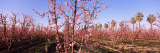 Peach Trees in an Orchard, Central Valley, California, USA Wall Decal by Panoramic Images 