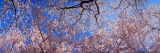 View of Cherry Blossom Trees, Washington State, USA Wall Decal by Panoramic Images 