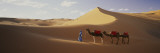 Camels in Desert Morocco Africa Kalkomania ścienna autor Panoramic Images